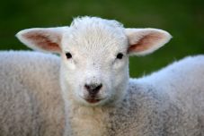 Év eleje óta 6200 bárányt adtak el a Beszterce-Naszód megyei tenyésztők külföldre