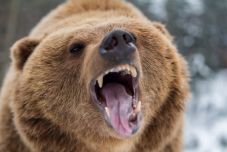 Felháborodtak a környezetvédők, mert a miniszter csökkentené a barnamedve védettségét