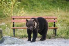 FRISSÍTVE – Medve bukkant fel a Szászsebes-Torda autópálya mellett, elaltatták az állatot (VIDEÓ)