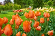 Rekord: Mint a méheket, úgy vonzzák a tulipánok a látogatókat a kolozsvári botanikus kertbe
