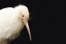 Elpusztult a világ egyik legritkább madara