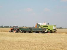 Felére csökkent idén a gabonatermés a múlt évhez képest