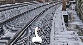 Gyászoló hattyú miatt késtek a híresen pontos német vonatok