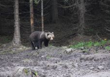 Emberre támadt a medve Hargita megyében, az áldozatot kórházba szállították