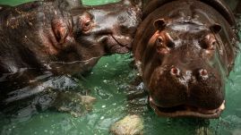 Megfertőződtek koronavírussal az antwerpeni állatkert vízilovai