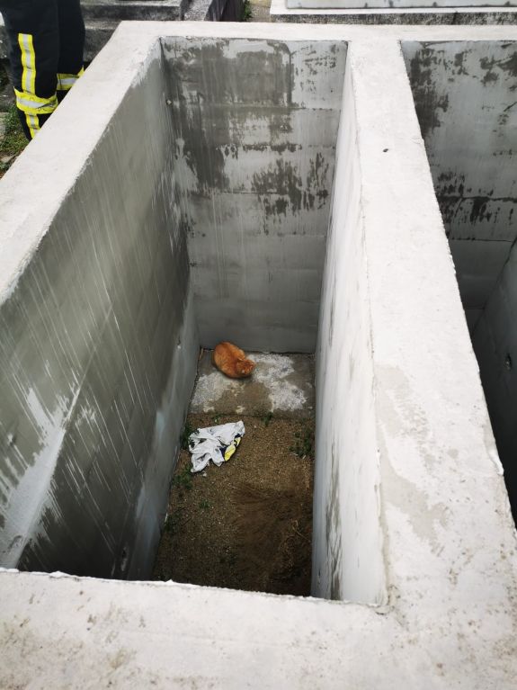 Sírgödörbe esett kandúrhoz riasztották a szatmárnémeti tűzoltókat