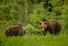 Hargita megyében idén eddig félezerszer riasztották a csendőröket a medvék miatt
