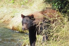 FRISSÍTVE – Módosították a törvényt: a veszélyes medvék ellen azonnal intézkedhetnek kül- és belterületen
