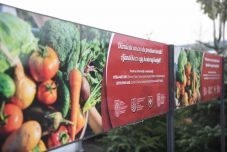 Élelmiszert gyűjtenek a rászorulóknak Szatmárnémeti piacain