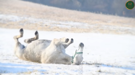 Hátukon fetrengenek, felszabadultan szaladgálnak: így örülnek a hónak a lipicai lovak