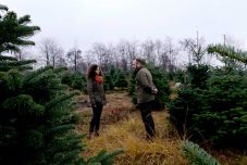 Erdély legjei – ünnepi különkiadás: a szilágysági fenyőfa