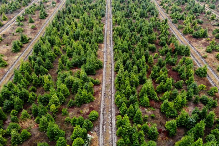 Erdely legjei - Szilágy megye: a szilágysági fenyőfa
