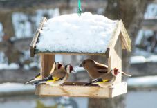Az első fagyok beköszöntével veszi kezdetét az énekesmadár-etetési szezon