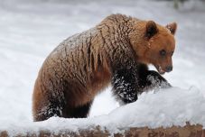 Medve jelenlétére figyelmeztettek az egyik csíkszeredai lakónegyedben