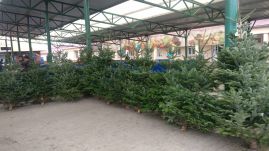 Sok fenyőfa maradt a kereskedőkön Maros megyében