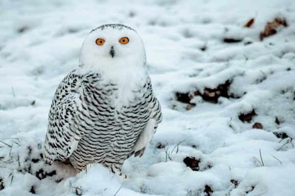 Két új állatfajjal bővült a Marosvásárhelyi Állatkert állománya