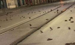 Tűzijáték-dömping lesz Kolozsváron, az állatvédők szerint ez tönkreteszi a város élővilágát