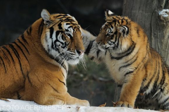 Rekordszámú tigris pusztult el idén Indiában