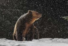 Egymás szemébe néztünk a medvével: fenevad helyett kíváncsi és kimért állattal találkoztunk