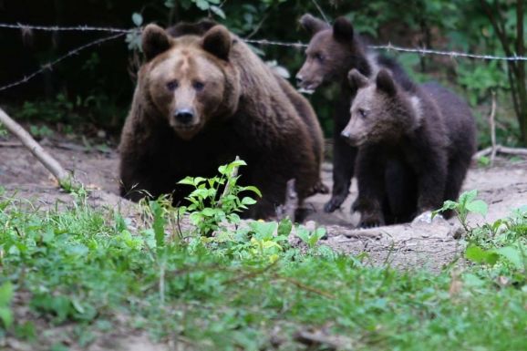 Még alá lehet írni a medvekérdést érintő online petíciót
