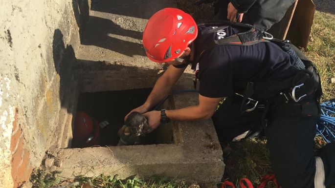 Kutyát, macskát, lovat is mentettek a háromszéki tűzoltók tavaly