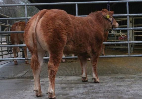 Világrekordot jelentő áron árvereztek el Nagy-Britanniában egy tehenet