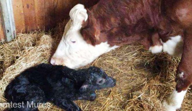 Több ezer eurót érő szarvasmarhák vesztek oda a Bözödújfalusi-tóban