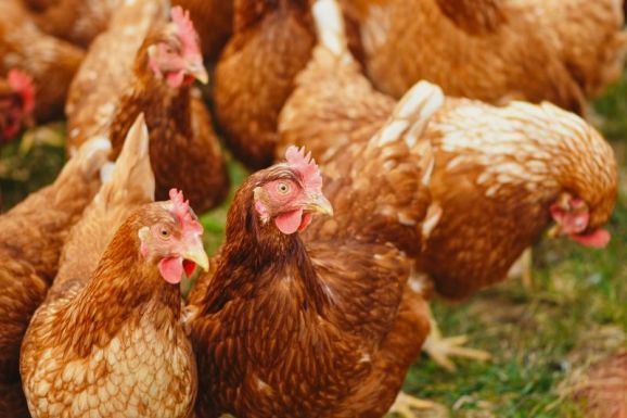 Oroszországban emberre terjedt át az A(H5N8) madárinfluenza