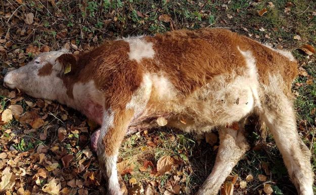 Jelentősen csökkent a bejelentett vadkárok száma Hargita megyében