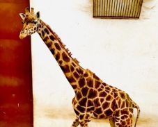 Elpusztult Gina, a marosvásárhelyi állatkert zsiráfja