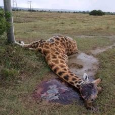 Áramütés végzett három zsiráffal egy kenyai rezervátumban