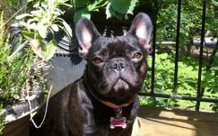 Fegyveresek rabolták el Lady Gaga kutyáit, de az ebek épségben megkerültek