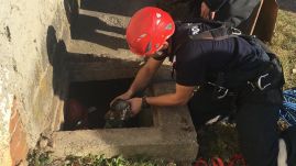 Kutyát, macskát, lovat is mentettek a háromszéki tűzoltók tavaly