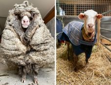 Több mint 30 kiló gyapjút nyírtak le egy juhról Ausztráliában