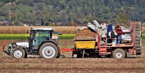 Románia jelenleg krumpliimportra szorul – elkészült az ország burgonyastratégiája