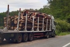 Nyomon követhető a faanyag útja az erdőtől a feldolgozásig – a SUMAL 2.0-ről kérdeztük Tánczos Barnát