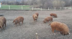 Gazdafórum-sorozat indult a biogazdálkodás népszerűsítéséért Székelyföldön