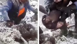 Egyelőre nem találták meg a barlangjukból kirángatott medvebocsokat