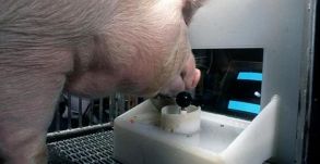 Malacok játszottak videojátékot, egész jól boldogultak