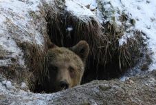 Ezen a napon jobb, ha nem látja meg a medve az árnyékát: ezek a gyertyaszentelőhöz kapcsolódó hiedelmek