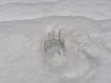 Idén először riasztották a Hargita megyei csendőröket medvéhez