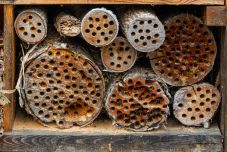 Segítse a méhek szaporodását: február végéig még készíthet méhecskehotelt vagy darázsgarázst