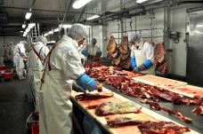 Vágóhídjaink vannak, csak a vágóállatok hiányoznak