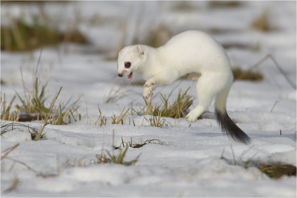 A hermelin lett az év emlőse Magyarországon