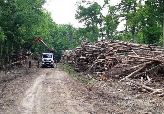 A rendőrség egy hét alatt 1300 köbméter illegálisan kivágott fát foglalt le