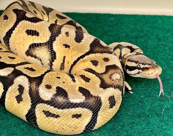 Több mint egyméteres pitont talált fürdőszobájában egy brit színész