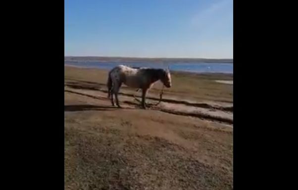 Megrázó felvételek a tóparton kipányvázott csontsovány lovakról