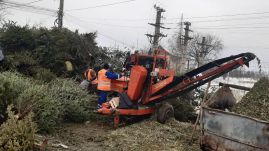 Mit csináljunk a karácsonyfával? – Kolozsváron ingyen összegyűjtik és komposzttá alakítják azt