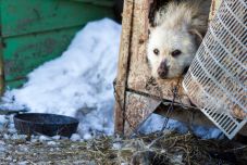 Udvaron tartja a kutyáját vagy a macskáját? Biztosítson számára szalmát és meleg ólat