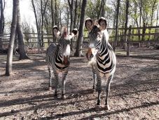 A marosvásárhelyi állatkert lakói „hasznosítják újra” a kidobott karácsonyfákat